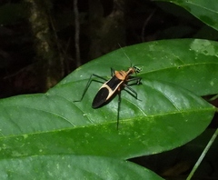 Zelurus circumcinctus