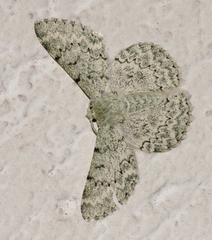 Pingasa abyssiniaria