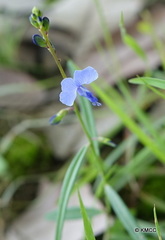 Polygala schoenlankii