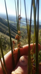 Juncus distegus