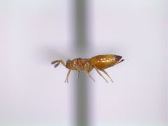 Diparidae