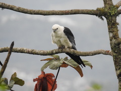 Elanoides forficatus
