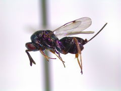 Monodontomerinae
