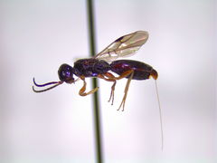 Vanhornia eucnemidarum