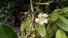 Colea