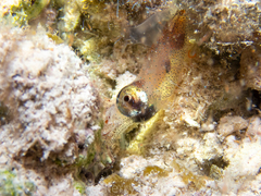 Pickfordiateuthis pulchella