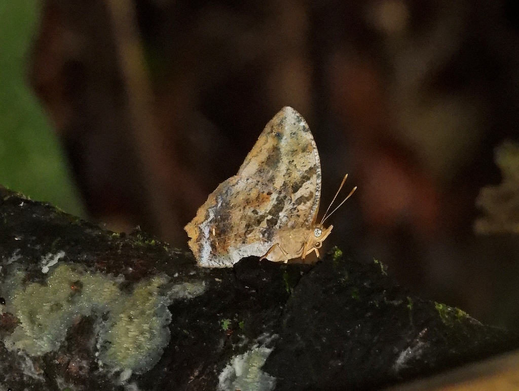 Narope denticulatus