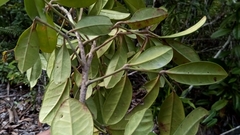 Colea