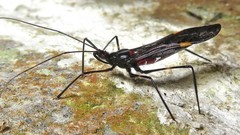 Parahiranetis salgadoi