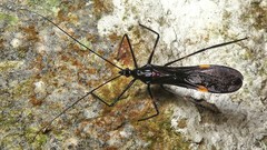 Parahiranetis salgadoi