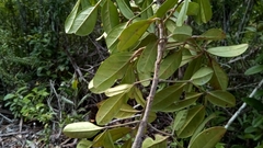 Colea