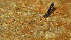 Parahiranetis salgadoi