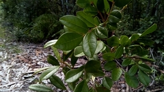 Colea