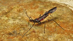 Parahiranetis salgadoi