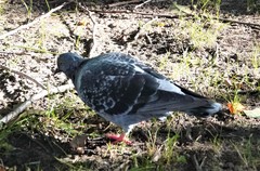 Columba livia domestica