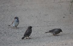 Passer domesticus