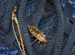 Dicerca juncea