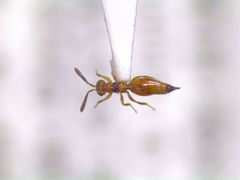 Diparidae