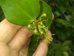 Smilax rufescens