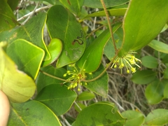 Smilax rufescens