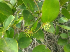 Smilax rufescens