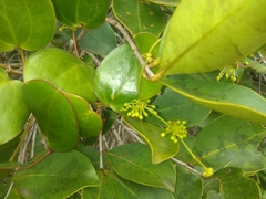 Smilax rufescens