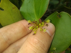 Smilax rufescens