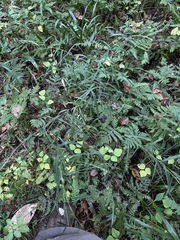 Muhlenbergia sylvatica