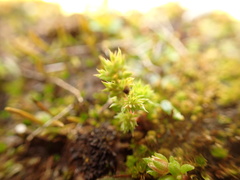 Crassula decumbens