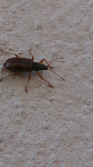 Phyllobius oblongus