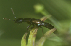 Oxybleptes kiteleyi