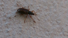 Phyllobius oblongus