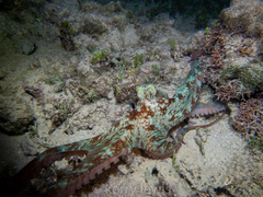 Octopus briareus