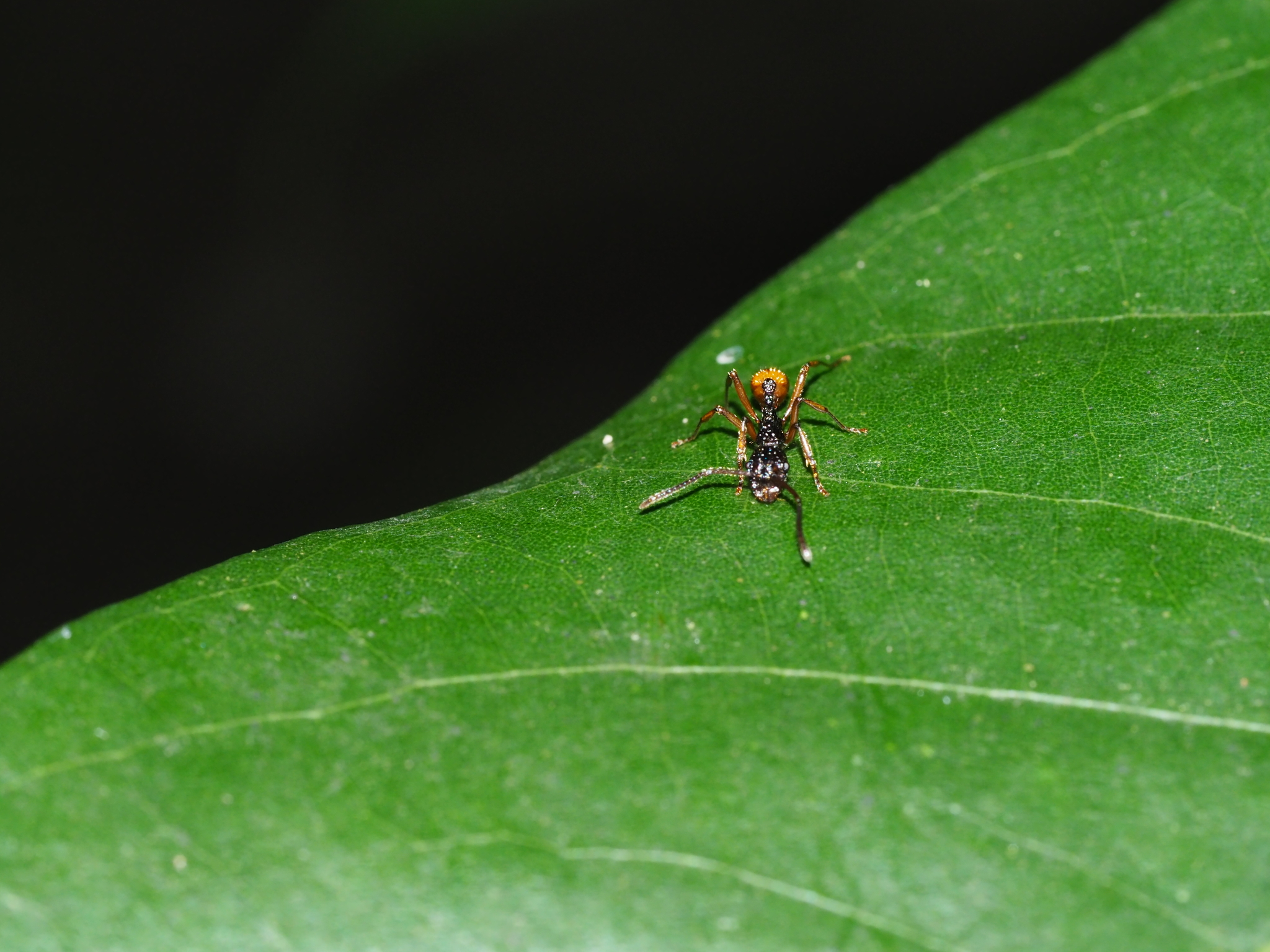 Myrmica sinensis