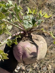 Brassica rapa rapa