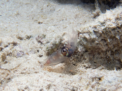 Pickfordiateuthis pulchella