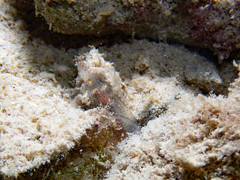 Pickfordiateuthis pulchella