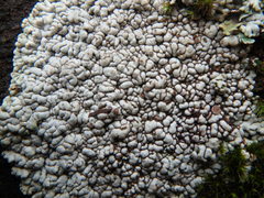 Lobothallia alphoplaca