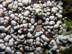 Lobothallia alphoplaca