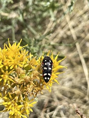 Acmaeodera gibbula
