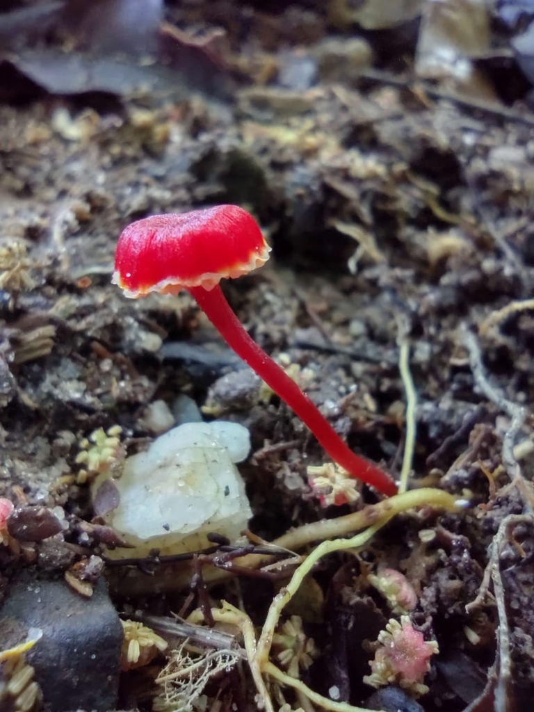 Hygrocybe miniata · September 2021 · photo: © biomartita (iNaturalist, cc-by)
