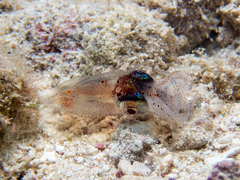 Pickfordiateuthis pulchella