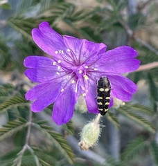 Acmaeodera alicia