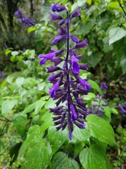 Salvia concolor
