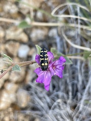Acmaeodera alicia