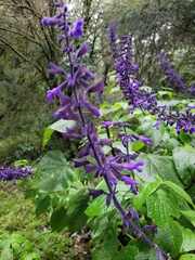 Salvia concolor
