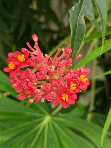 Planta de coral (Jatropha multifida)