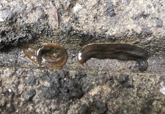 Continenticola