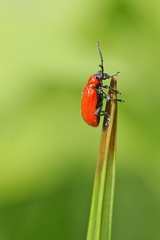 Lilioceris lilii