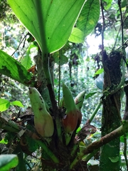 Philodendron wittianum